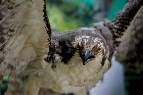 Hawk, Outstretched Wings Stock Photos