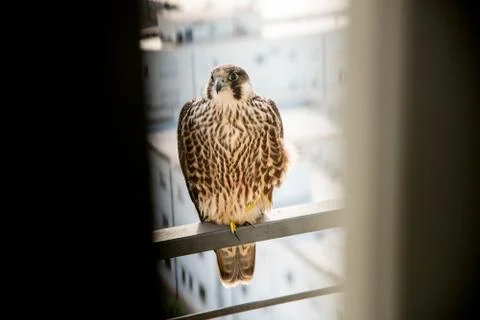 Hawk over the railing Stock Photos
