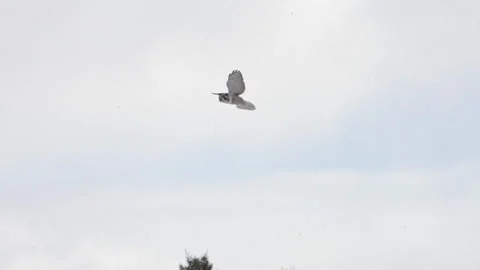 Hawk-owl catch mouse Video stock 243226845