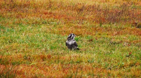 Hawk owl catching prey, picking up mouse in an autumn colors grass Video stock 68833286