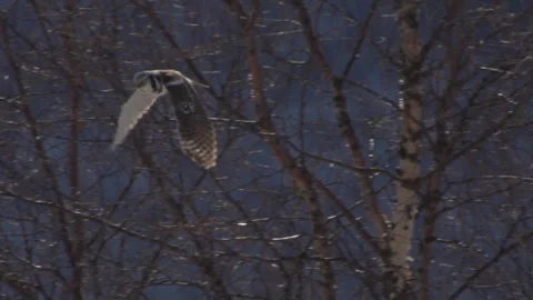 Hawk-owl close up in flight slowmotion Stockbeeldmateriaal 243226800