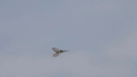 Hawk-owl hunting Video stock 243226875