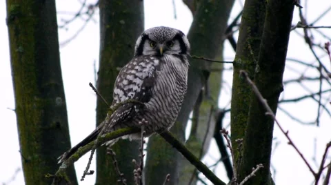 Hawk owl perching and looking at the camera on a windy day Video stock 68860390