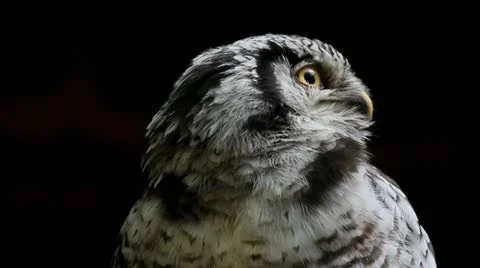 Hawk Owl (Surnia ulula) Stock Footage 11308420
