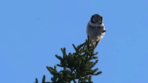 Hawk owl, Surnia ulula, hidden in pine tree. Hawk owl pink violet twilight night Video stock 164033502