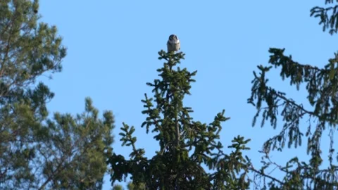 Hawk owl, Surnia ulula, hidden in pine tree. Hawk owl pink violet twilight night Stock Footage 164033585