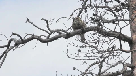 Hawk owl in taiga Video stock 52292302