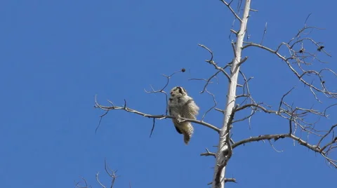 Hawk owl in taiga Video stock 52292387