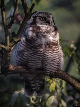 Hawk owl in a tree Stock Photos