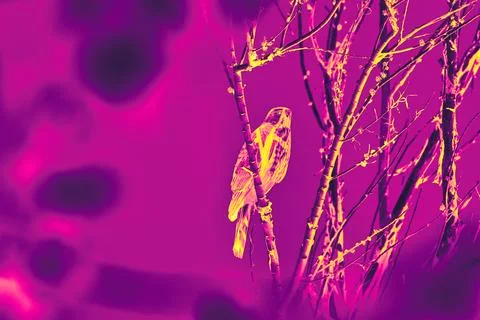 Hawk Perched Among Branches Infrared Gradient Wildlife Art Las Vegas Fall Stock Illustration