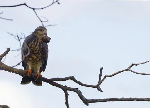 A hawk is perched on a branch, looking down at something on the ground Stock Photos