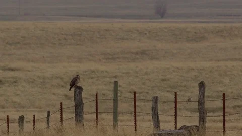 Hawk perched on fence post on cloudy day Stock Footage 81482020