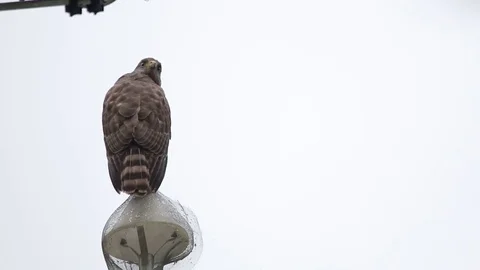 Hawk perched looking for prey Stock-Footage 75047754