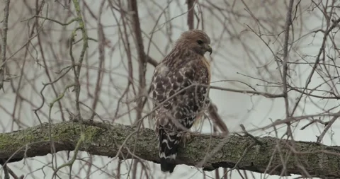Hawk perched in an oak tree in winter in California Stock Footage 301253913