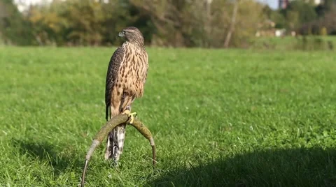 Hawk perched on a pedestal Stock-Footage 42636261