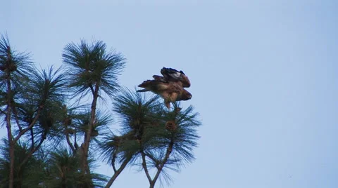 HAWK PERCHED IN PINE TREE Stock Footage 52550659