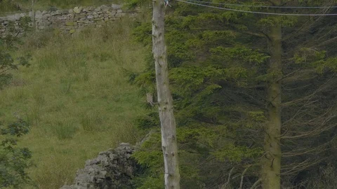 Hawk perched on a post and flys away Video stock 114556965