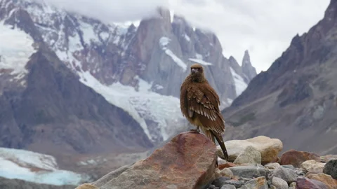 Hawk perched on a rock with the epic snow-capped Fitz Roy mountains Видео 336630681