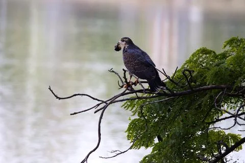 A hawk is perched on a tree branch, looking down at a fish in the water Stock Photos