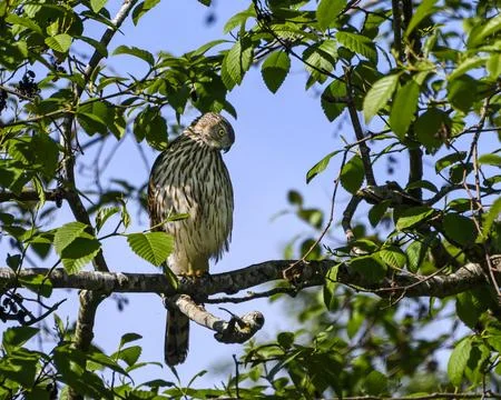 Hawk perched on a tree branch surrounded by vibrant green leaves on a clear d Stock Photos