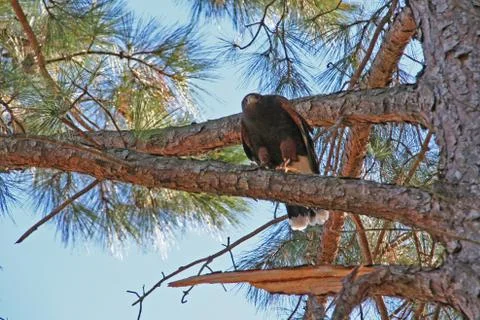Hawk perched on a tree limb Stock Photos