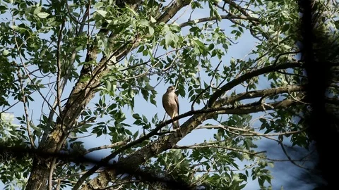 Hawk perched in a tree on a windy day. Stock Footage 94155870