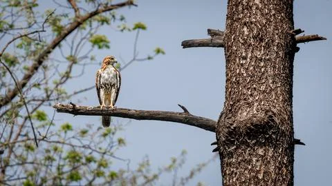 Hawk perches calmly on a rough tree branch Stock Photos