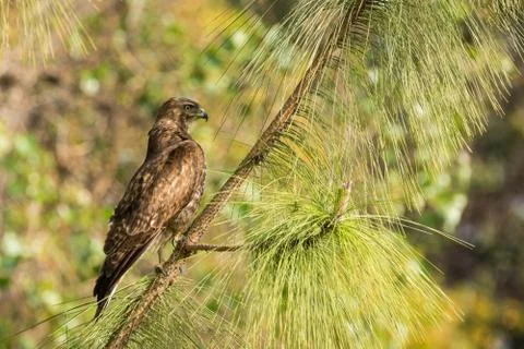 Hawk perches in a tree looking for prey Stock Photos