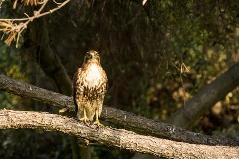 Hawk perches in a tree looking for prey Stock Photos