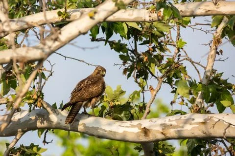 Hawk perches in a tree looking for prey Foto stock