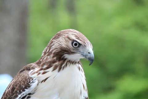 Hawk Stock Photos