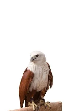 Hawk Stock Photos
