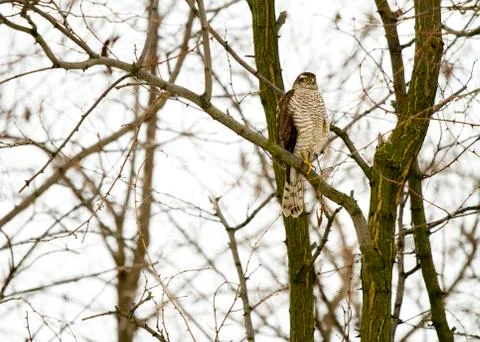Hawk Stock Photos