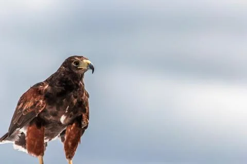 Hawk Stock Photos