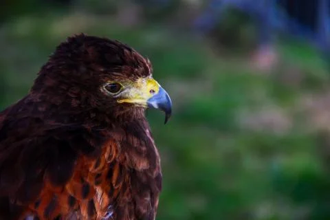 Hawk Stock Photos