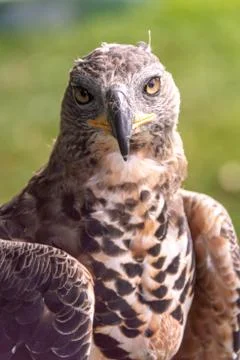 Hawk Foto stock