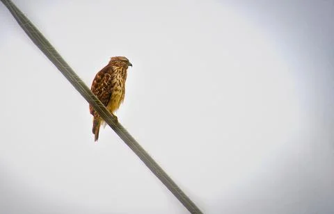 Hawk Stock Photos