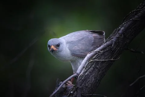 Hawk Stock Photos