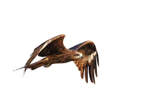 Hawk Stock Photos