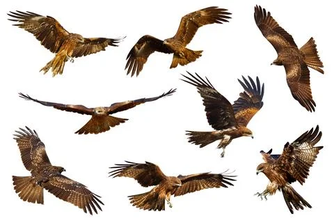 Hawk Stock Photos
