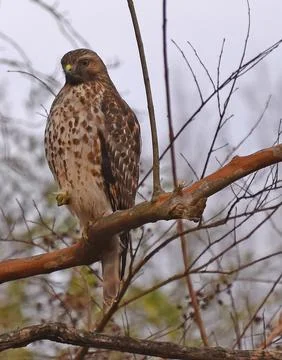 Hawk Foto stock