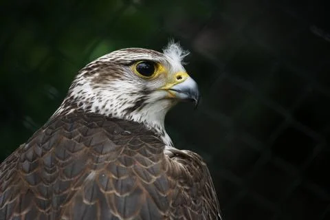 Hawk Stock Photos