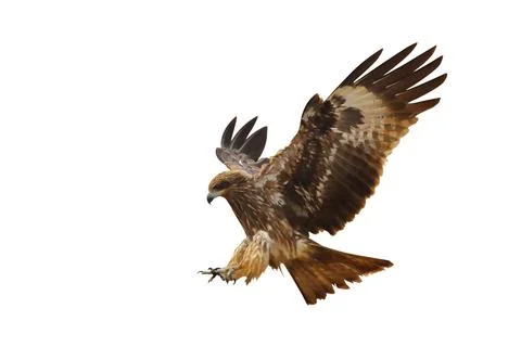 Hawk Stock Photos