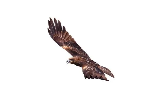 Hawk Stock Photos