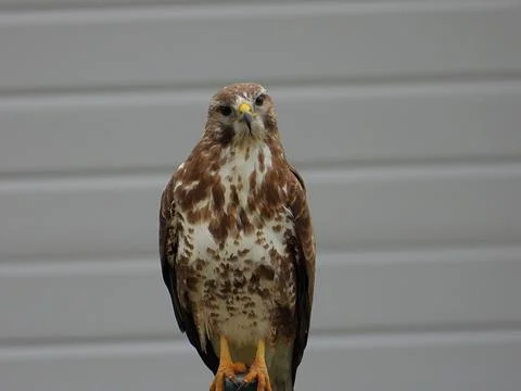 Hawk Stockfoto's