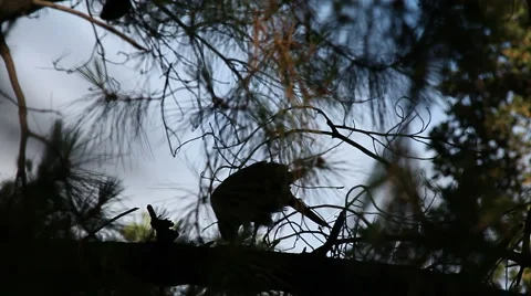 Hawk plucking a bird Video stock 5903244