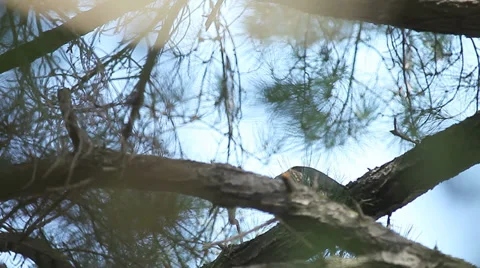 Hawk plucking prey in tree Stock Footage 31163677
