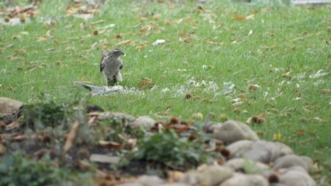 The hawk plucks and eats a wild pigeon. Video stock 142888503