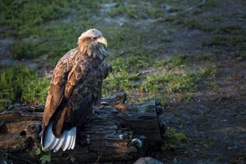 Hawk portrait Stock Photos