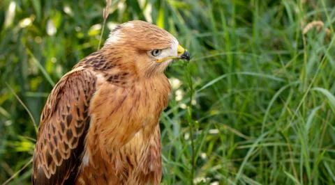 Hawk portrait with selective soft focus, on the background of green nature. Stock Photos